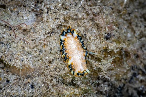 Image of Pseudoceros sp. 5