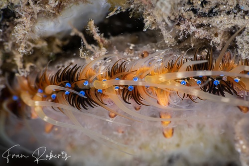 Image of Mimachlamys asperrima