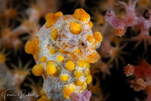 Image of Hippocampus bargibanti
