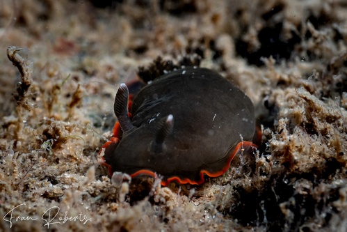 Image of Dendrodoris arborescens