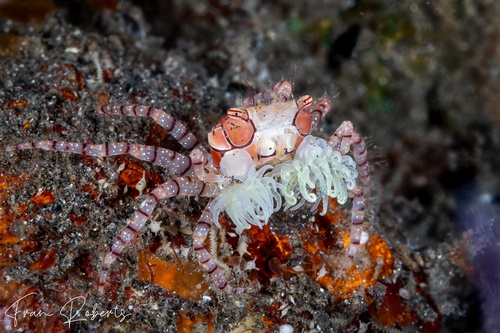 Image of Lybia tessellata