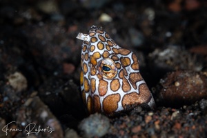 Image of Ophichthus bonaparti