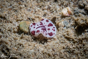 Image of Eurylepta sp. 1