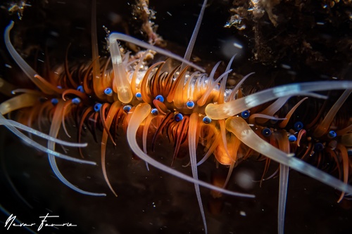 Image of Mimachlamys asperrima