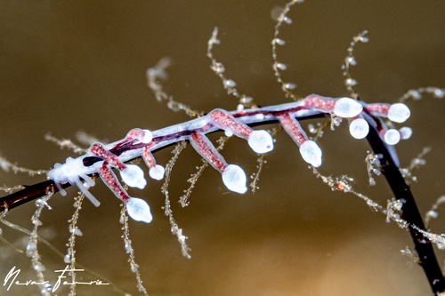 Image of Eubranchus sp. 4