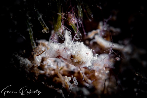 Image of Gastropteron minutum