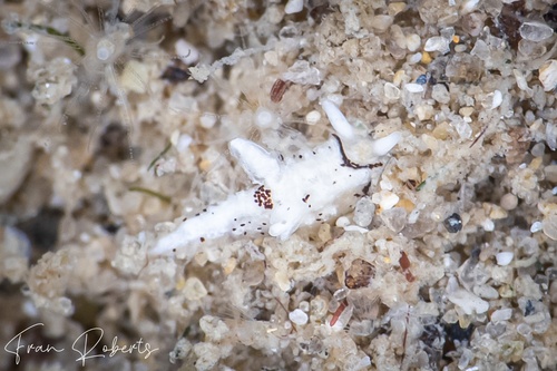 Image of Murphydoris puncticulata