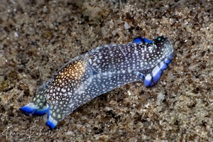 Image of Philinopsis reticulata