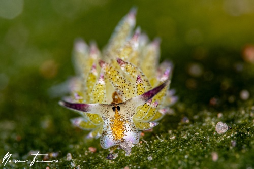 Image of Costasiella kuroshimae