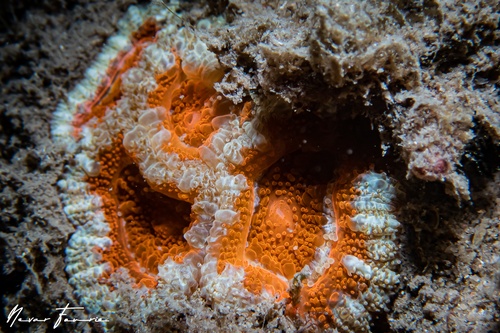 Image of Hard Corals Various
