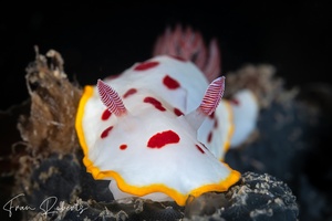 Image of Goniobranchus splendidus