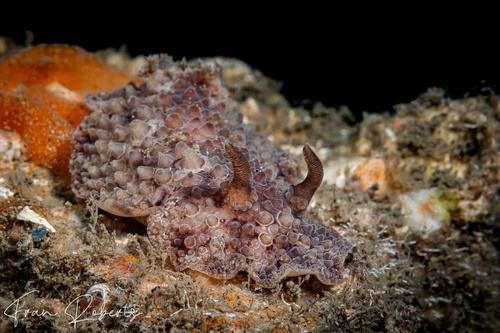 Image of Carminodoris nodulosa