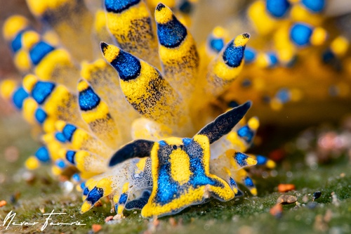 Image of Costasiella sp. 7