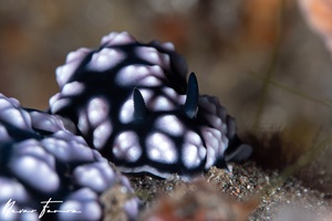 Image of Phyllidiella pustulosa