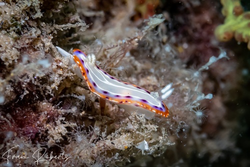 Image of Goniobranchus setoensis