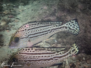 Image of Diagramma labiosum