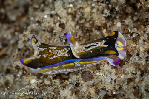 Image of Philinopsis sp. 1