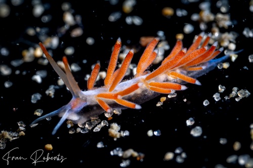 Image of Tenellia sp. 1