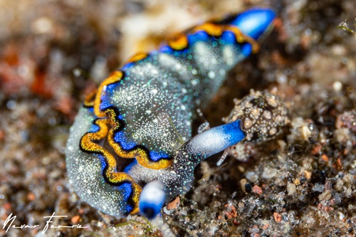 Image of Thuridilla indopacifica
