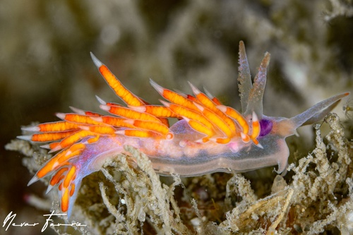 Image of Flabellina poenicia