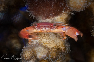 Image of Trapezia cymodoce