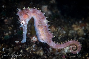 Image of Hippocampus histrix