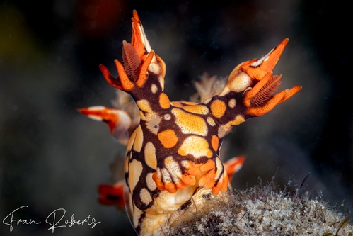 Image of Bornella anguilla