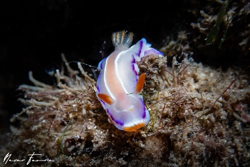 Image of Thorunna florens