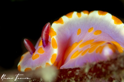 Image of Ceratosoma amoenum