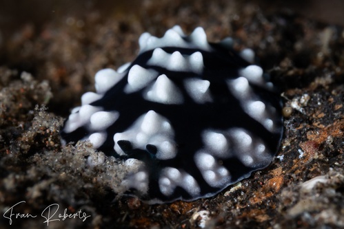 Image of Phyllidiella pustulosa