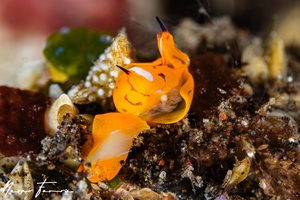 Image of Siphopteron tigrinum