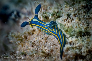 Image of Tambja victoriae