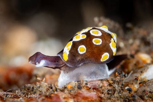 Image of Colpodaspis thompsoni