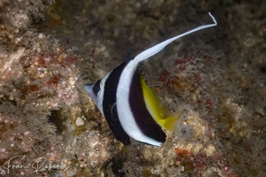 Image of Heniochus acuminatus