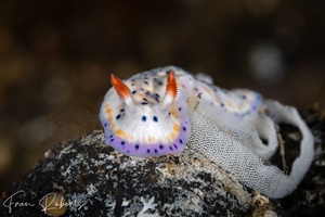 Image of Hypselodoris sagamiensis