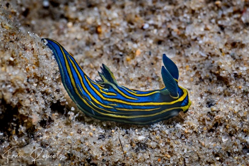 Image of Tambja victoriae