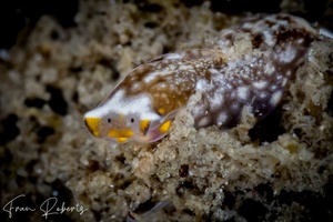 Image of Aglaja fulvipunctata