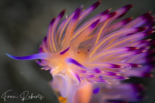 Image of Flabellina lotos