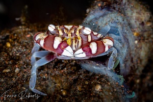 Image of Lissocarcinus orbicularis