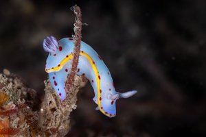 Image of Hypselodoris bennetti