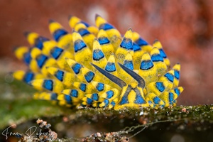 Image of Costasiella sp. 7