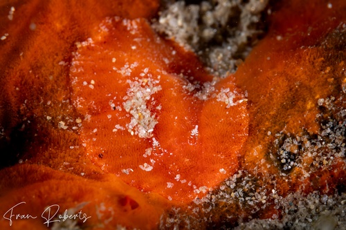 Image of Rostanga sp. 1