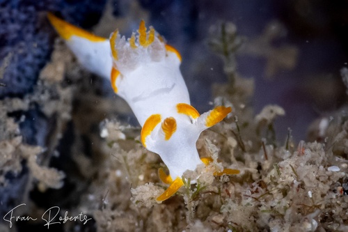 Image of Trapania aurata