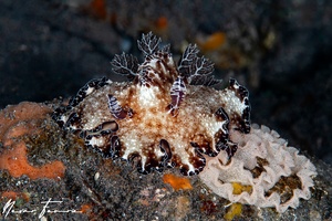 Image of Discodoris boholensis
