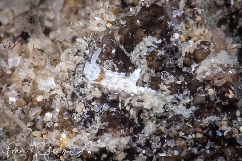 Image of Murphydoris sp. 3