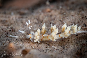 Image of Cratena simba