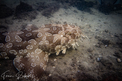 Image of Orectolobus maculatus