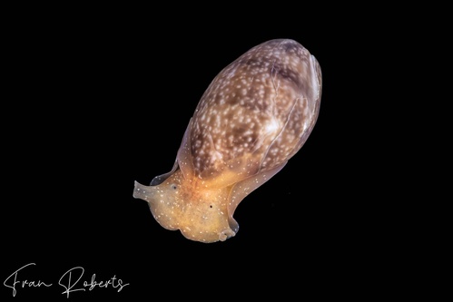 Image of Bulla vernicosa