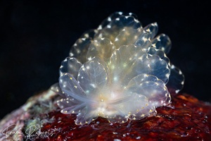 Image of Cyerce elegans