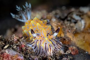 Image of Halgerda willeyi